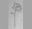 NH Rose 1 Blatt