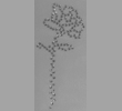 NH Rose 2 Blatt